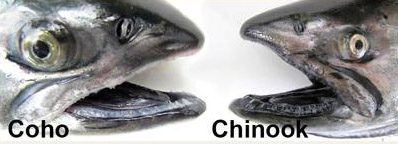 Coho versus Chinook mouth comparison