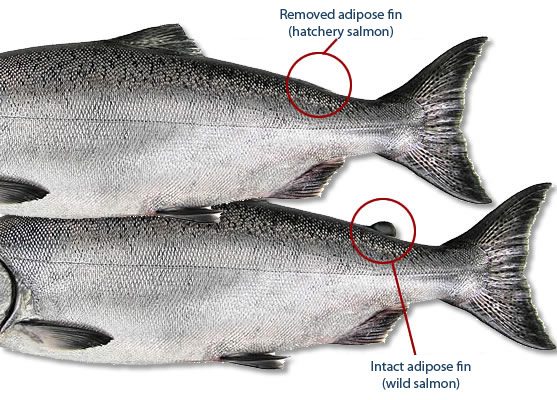 Hatchery versus wild salmon adipose fin comparison