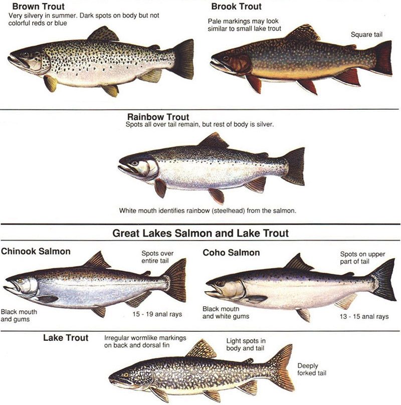 Trout and salmon species identification chart